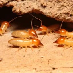 Termite Estimate - Eastern North Carolina