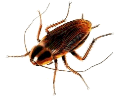 Roach Treatmet - Kinston, North Carolina