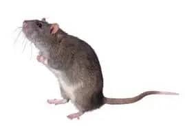 Rodent, Rats - Eastern North Carolina
