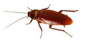 Cockroach Control Kinston, North Carolina