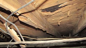 Termite damage - Eastern, North Carolina