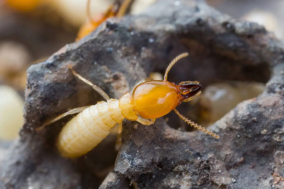 D & D Pest Control Co. - What do termites look like