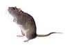 Rats - Eastern North Carolina