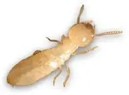 Termite Control Kinston, North Carolina